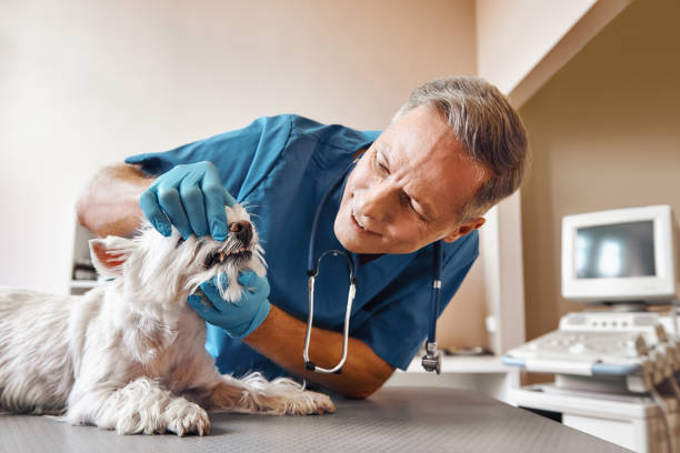 Best Emergency Root Canal Treatment in Clintondale, NY